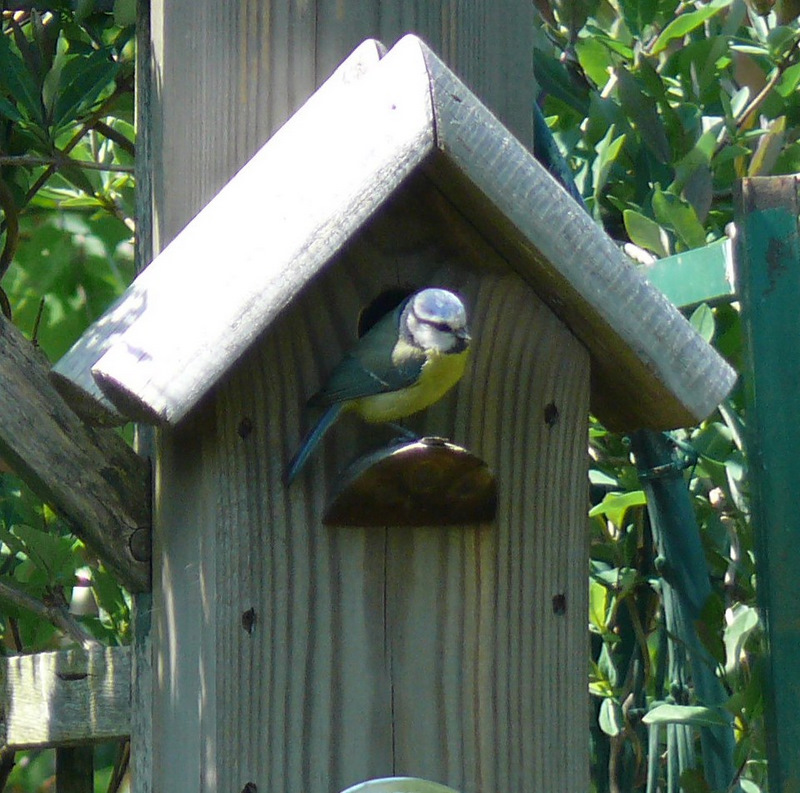 Bluetit   Enjoying A Breather