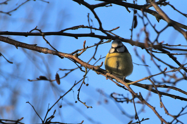 Bluetit