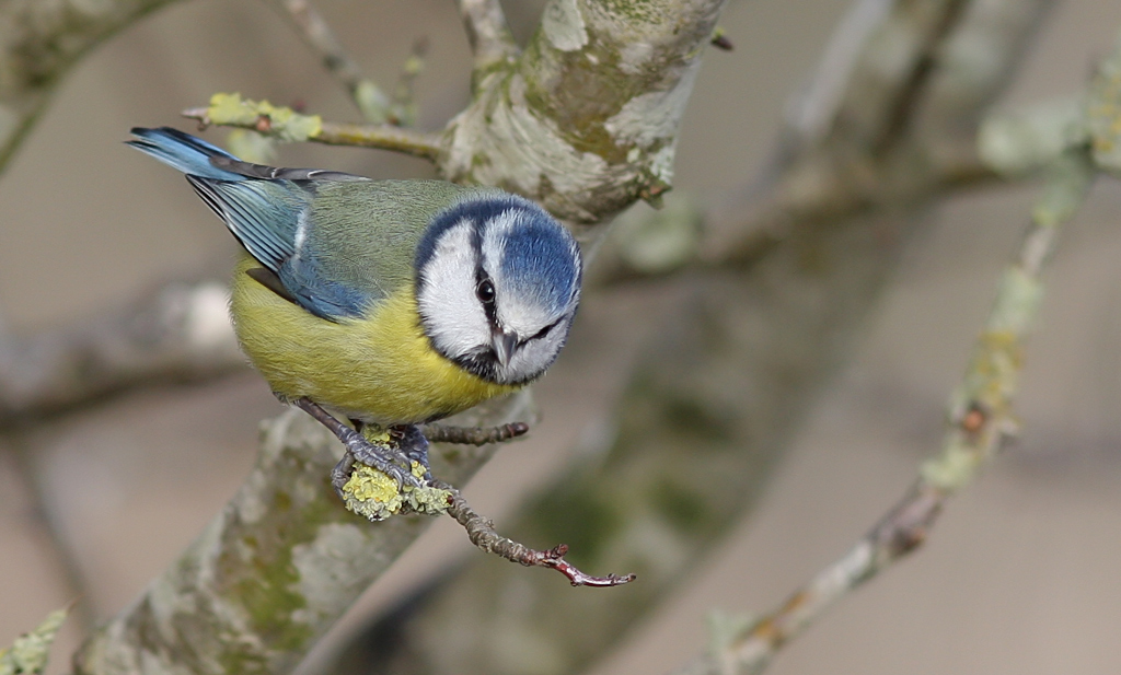 BlueTtit