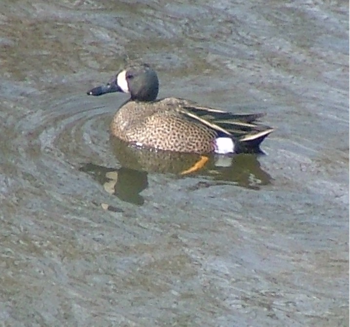 Bluewing Teal Drake