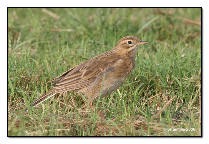 Blyth's Pipit