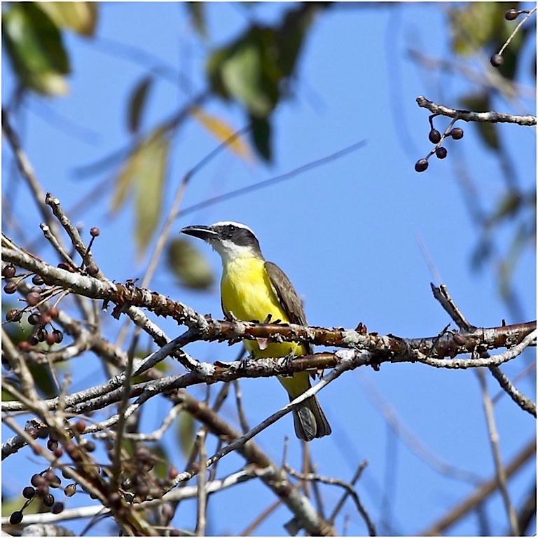 Boat-billed Flycatcher