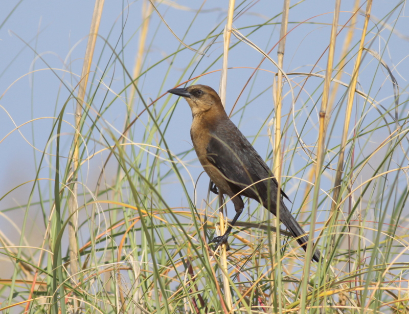 Boat-tailed Grackle