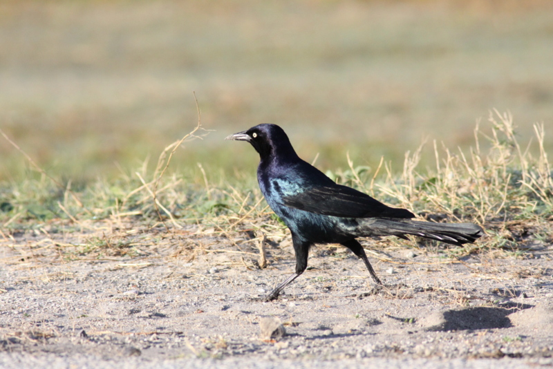 Boat-tailed Grackle