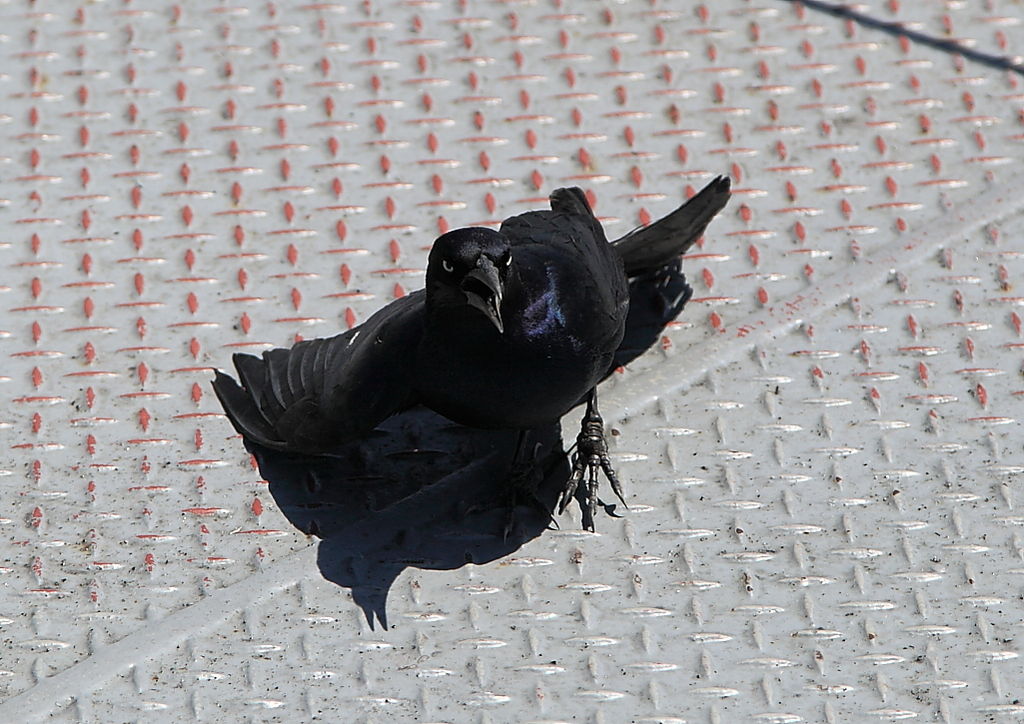 Boat-tailed Grackle