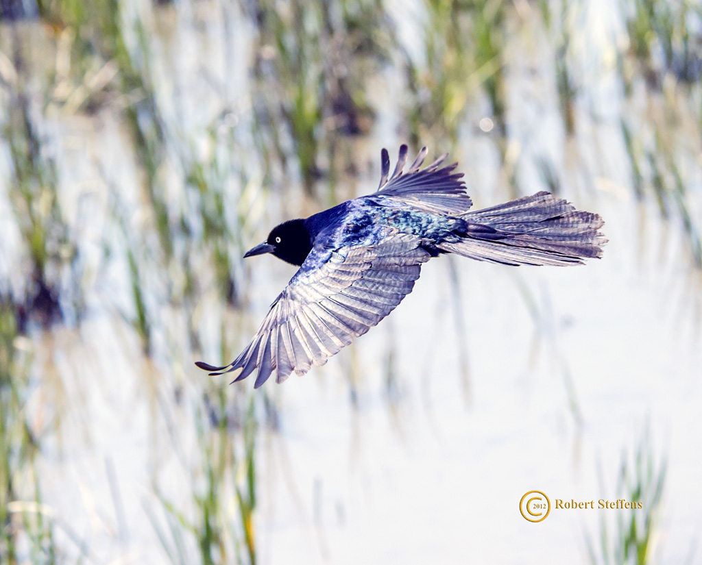 Boat-tailed grackle