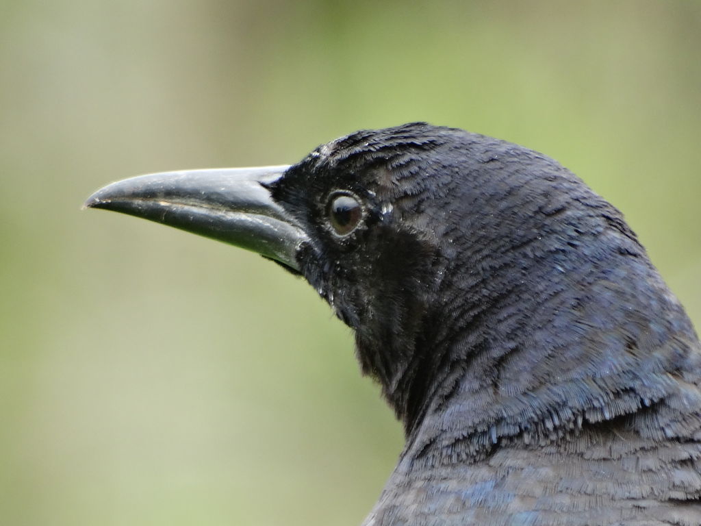 Boat-Tailed Grackle