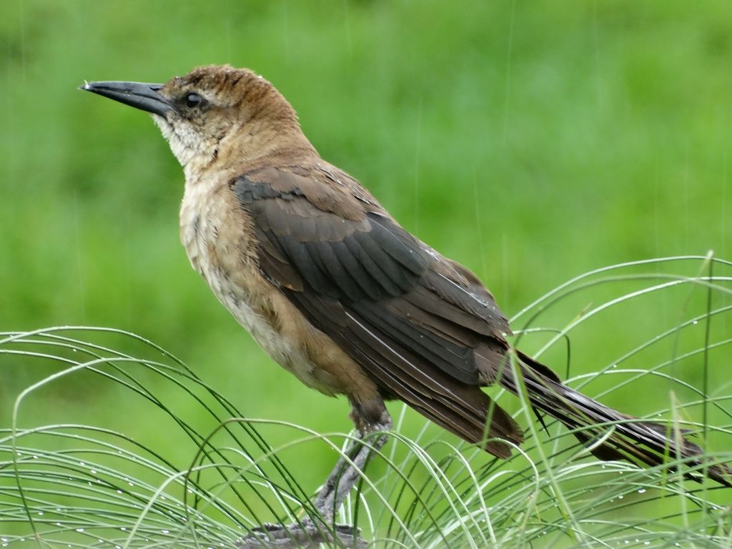 Boat-Tailed Grackle