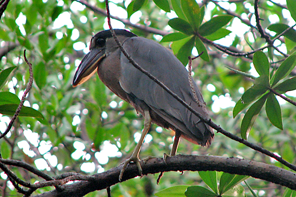 Boatbilled heron