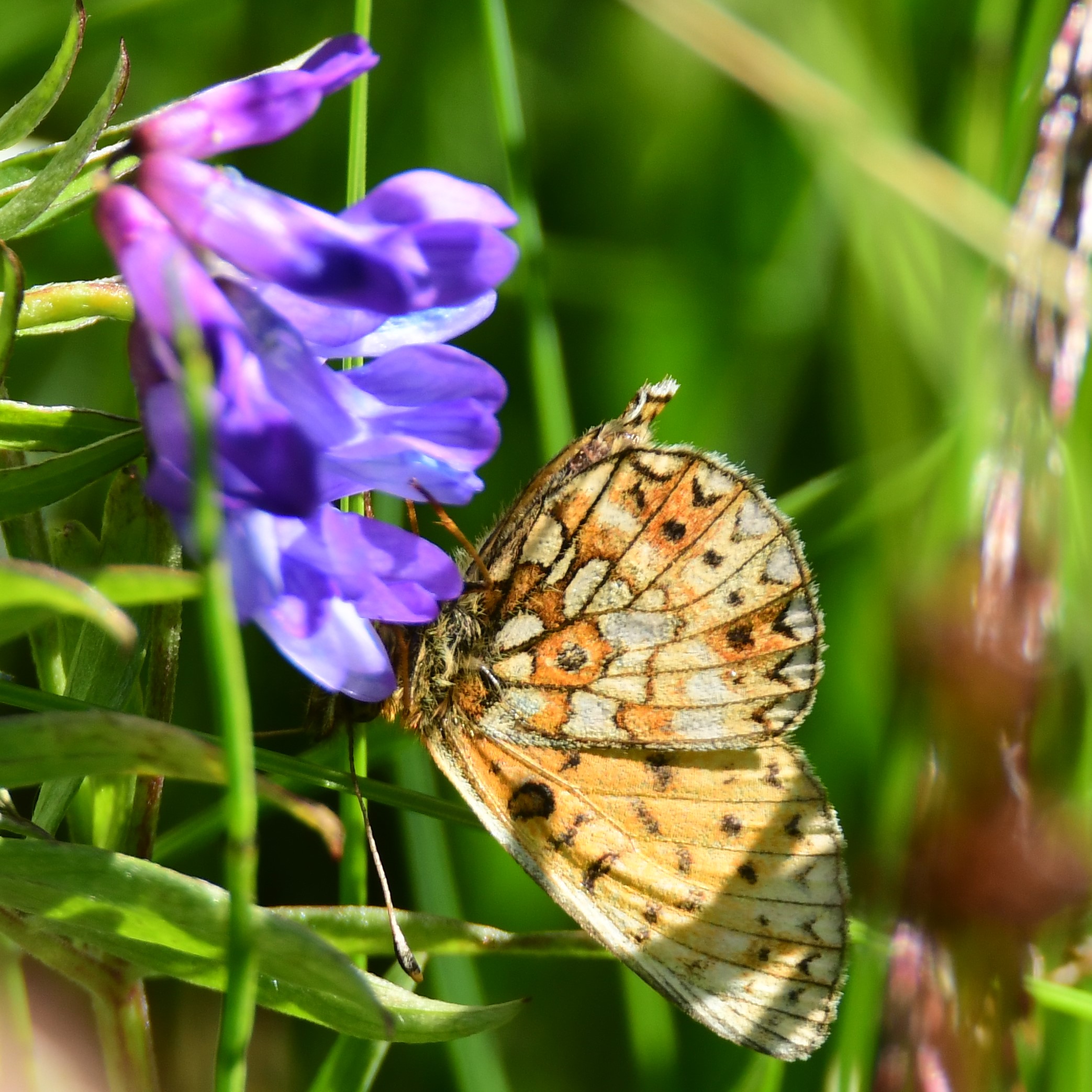 Bog Fritillary on bird vetch