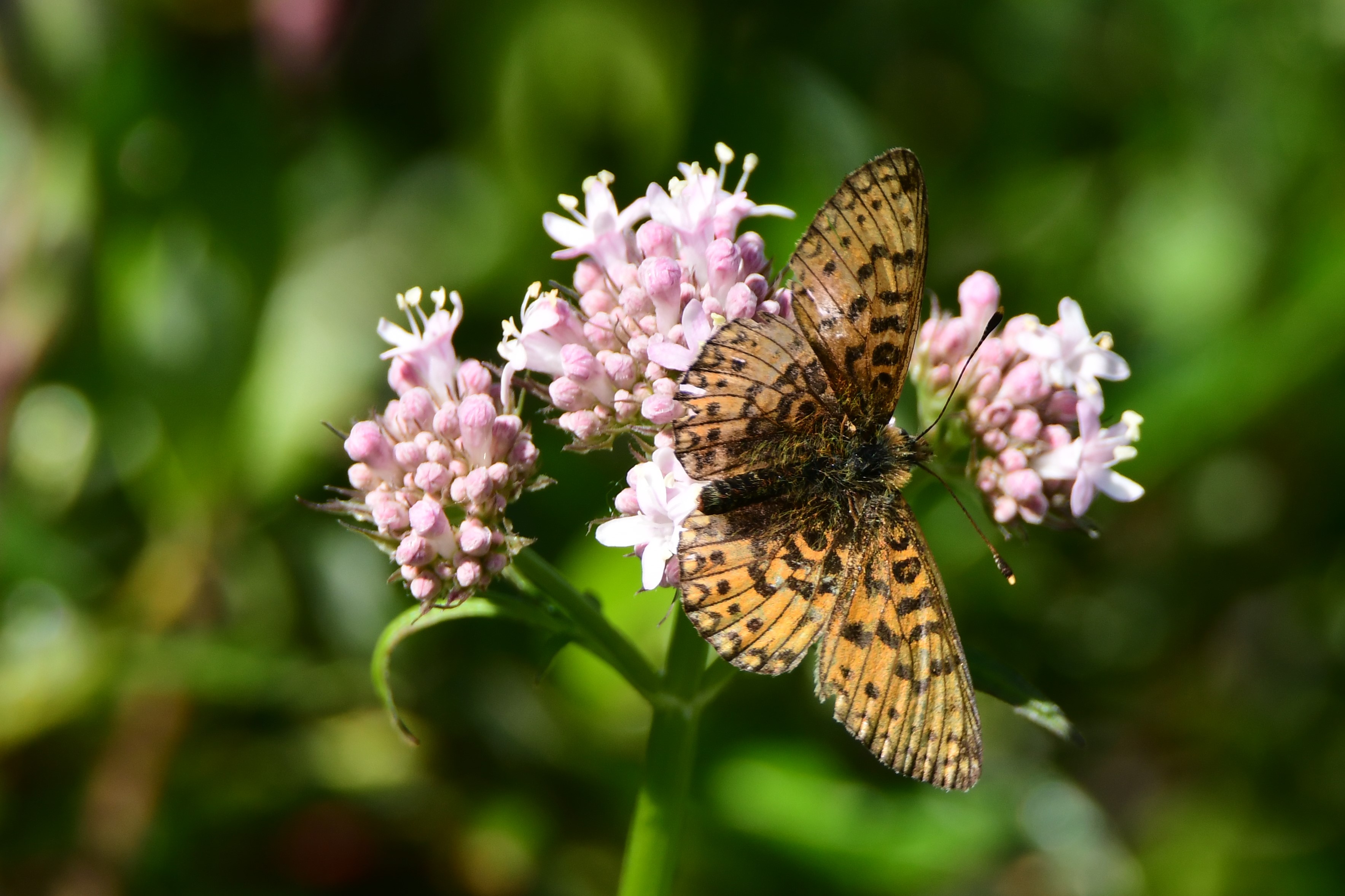 Bog Fritillary, open-winged view.