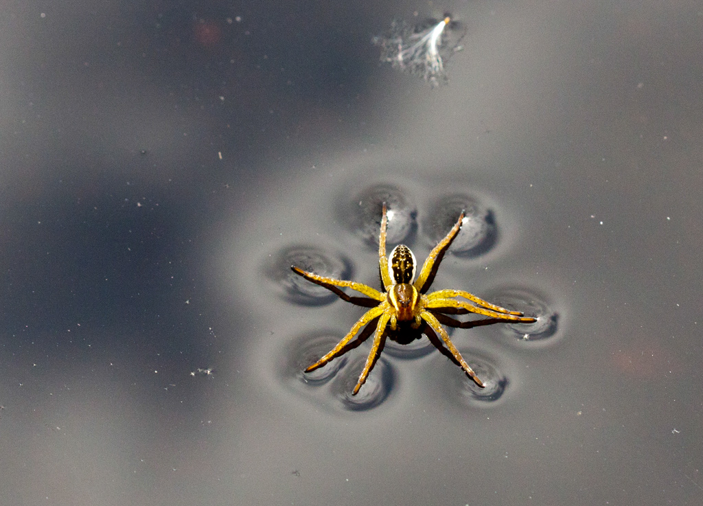 Bog Spider