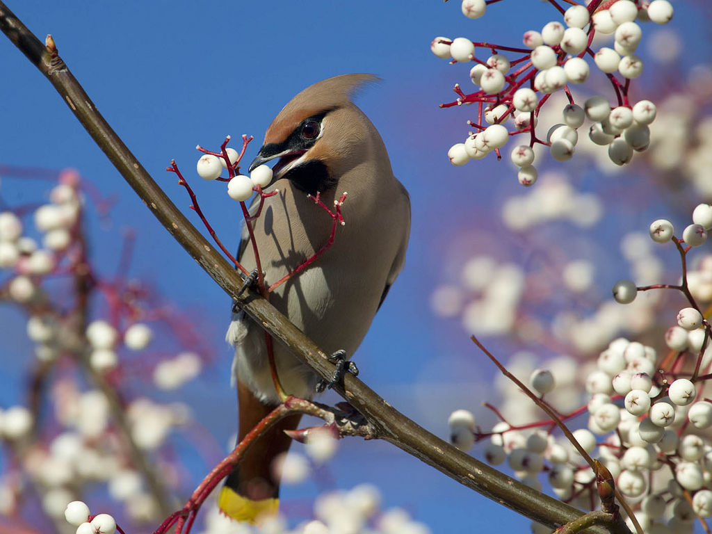 Bohemian waxwing