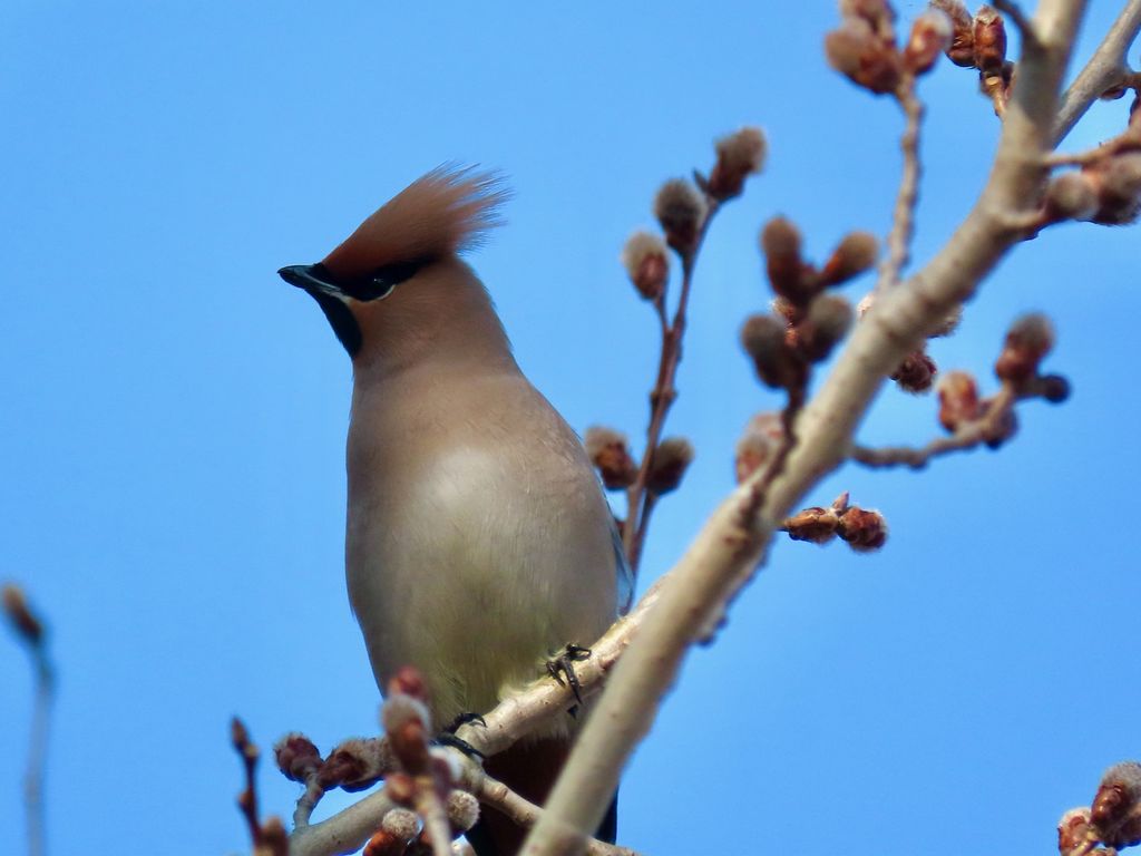 Bohemian Waxwing