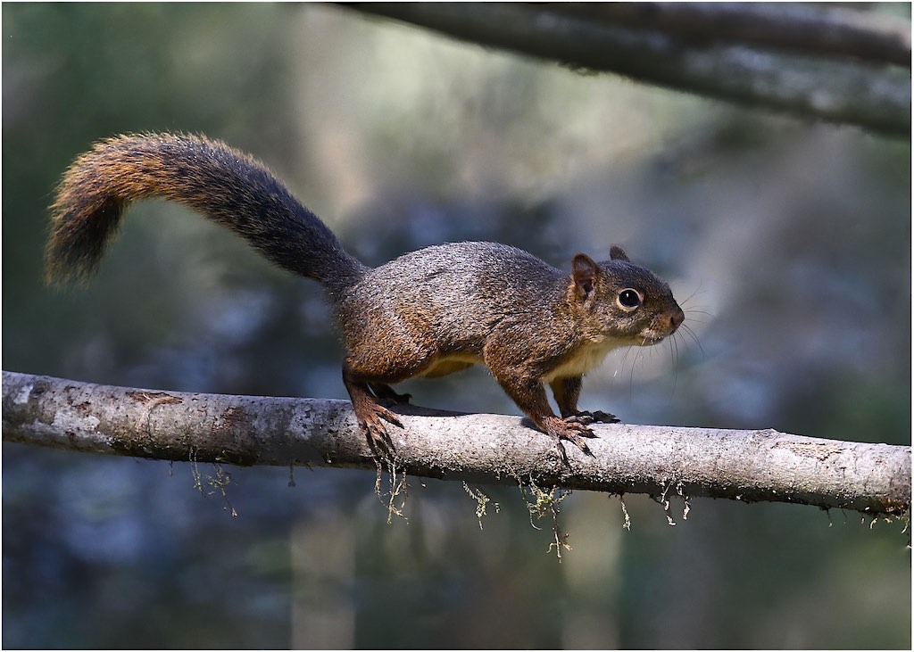 Bolivian Squirrel