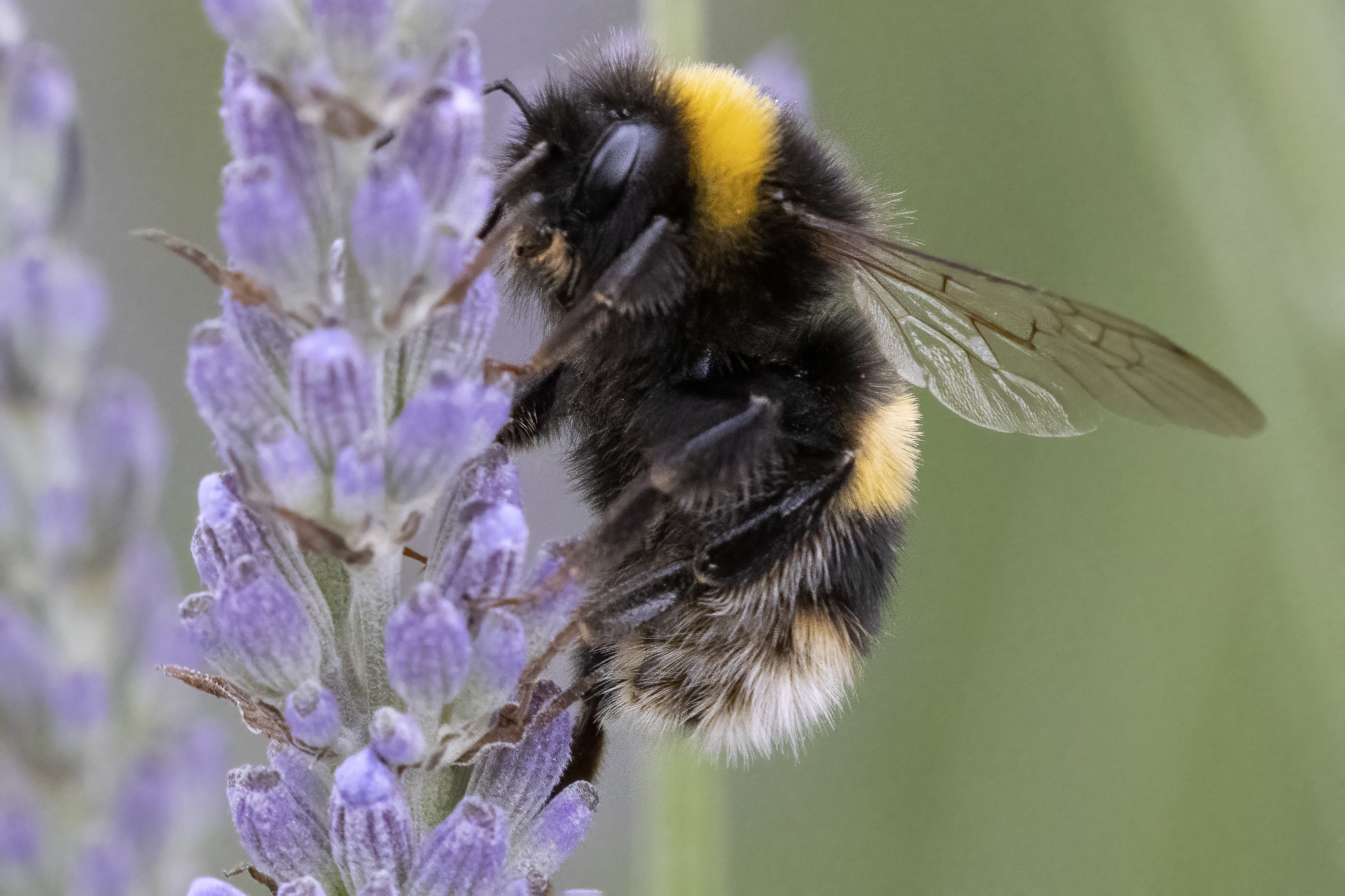 Bombus lucorum