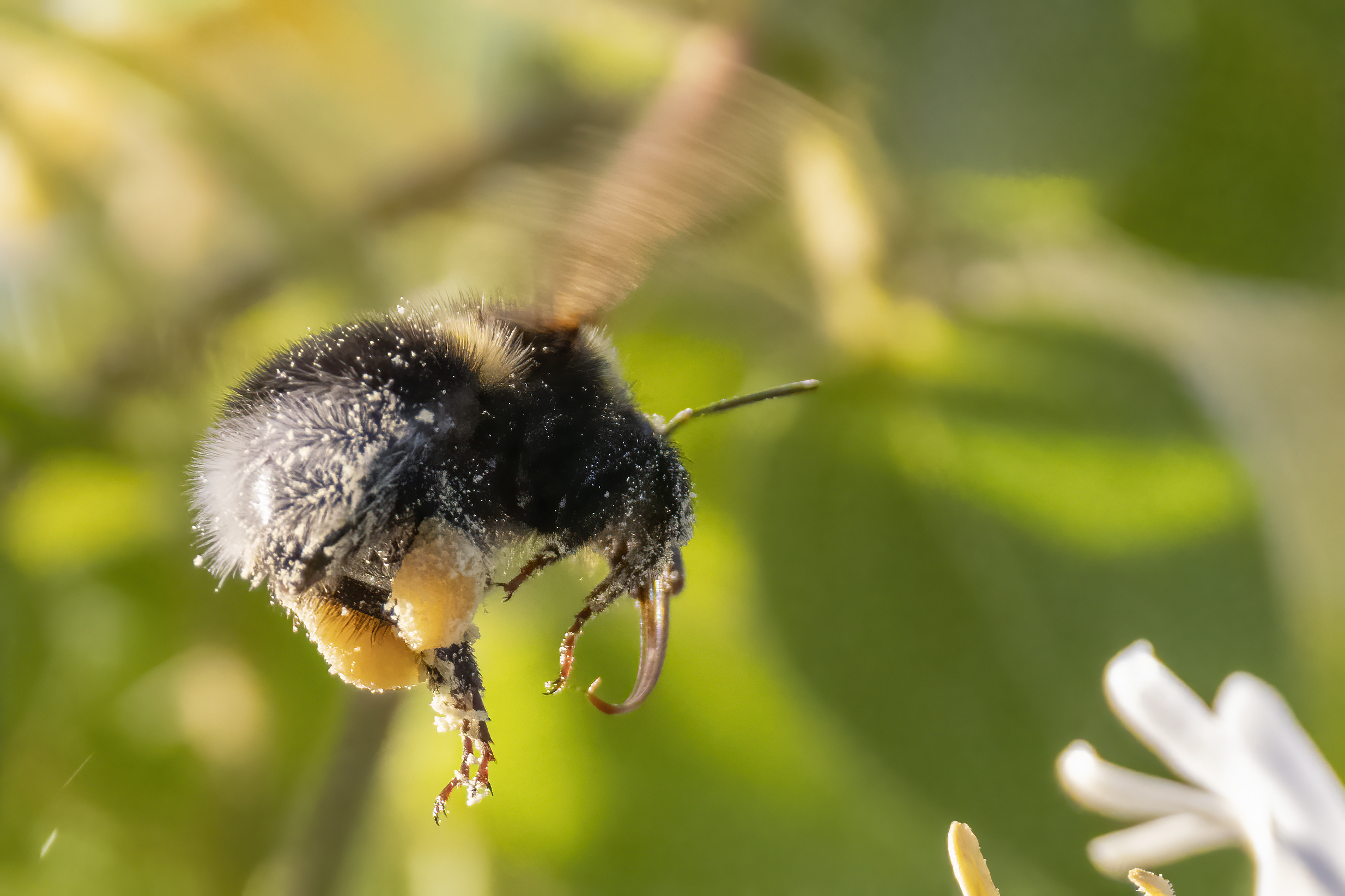 Bombus terrestris