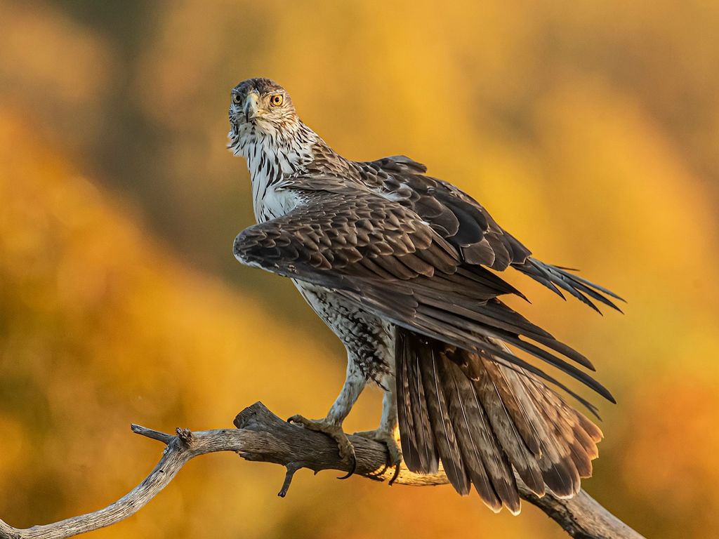 Bonelli's Eagle