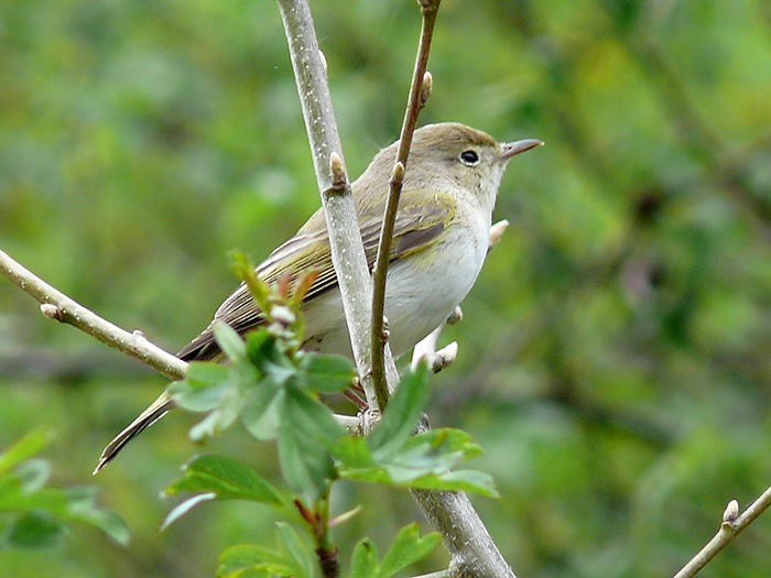 Bonellis Warbler