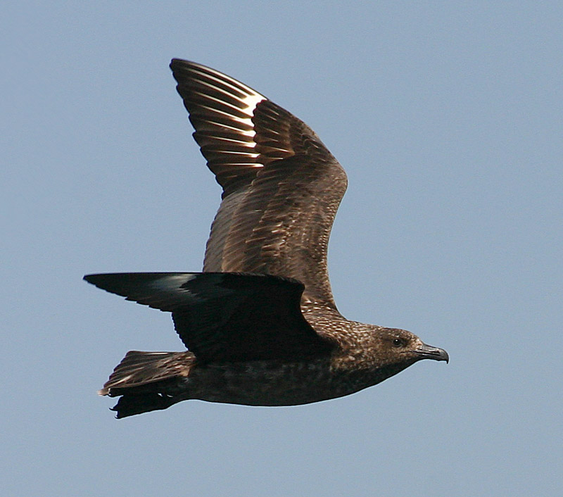 Bonxie