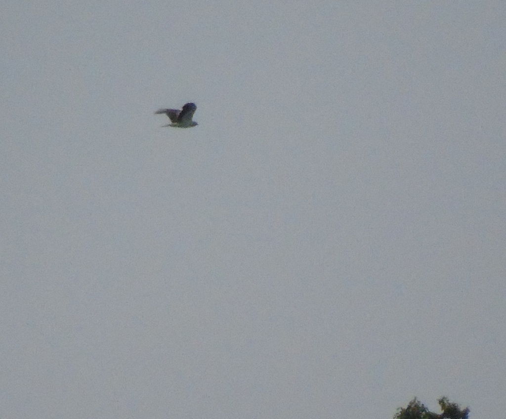 Booted eagle in the Zhiguli mountains