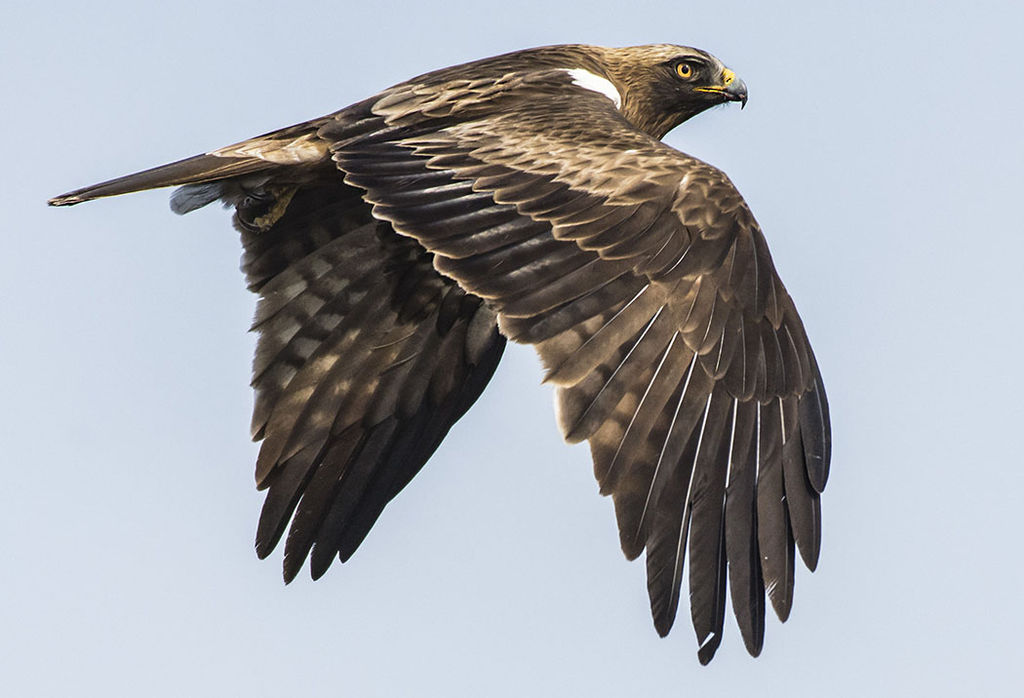 Booted Eagle