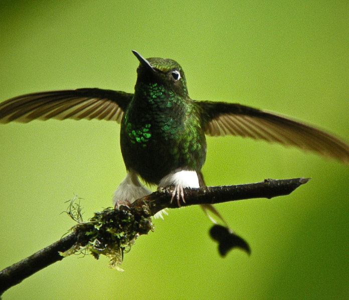 Booted Racket-Tail