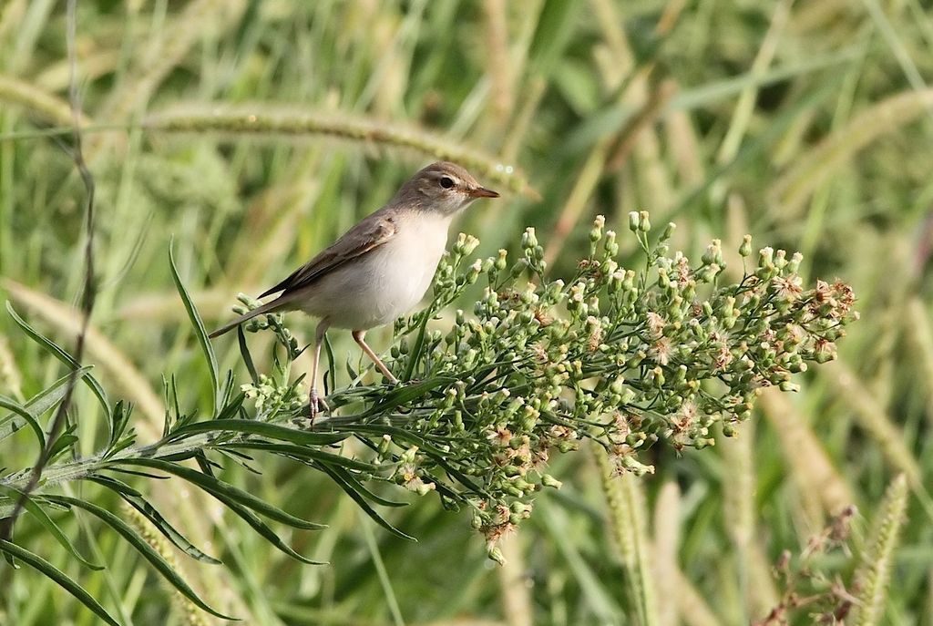 Booted Warbler