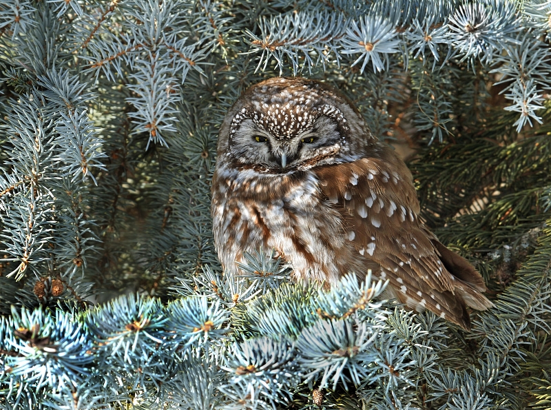 Boreal Owl