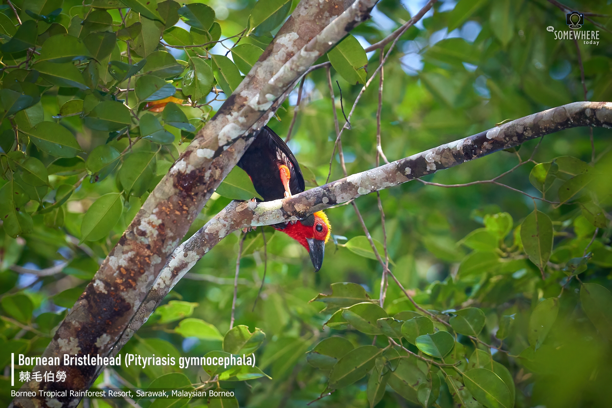 Bornean Bristlehead (Pityriasis gymnocephala) 棘毛伯勞