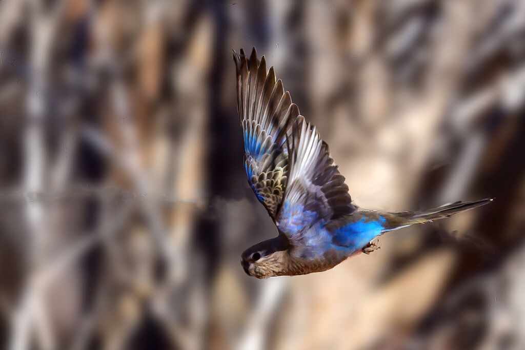 Bourke's Parrot in flight