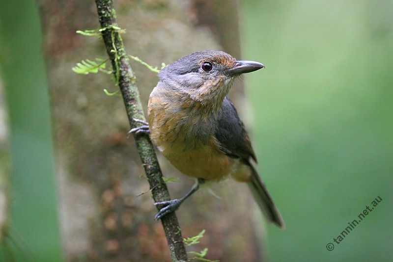 Bower's Shrike-thrush