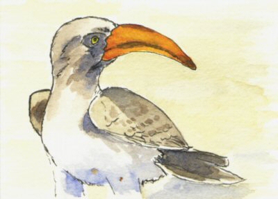 Bradfield's hornbill ATC