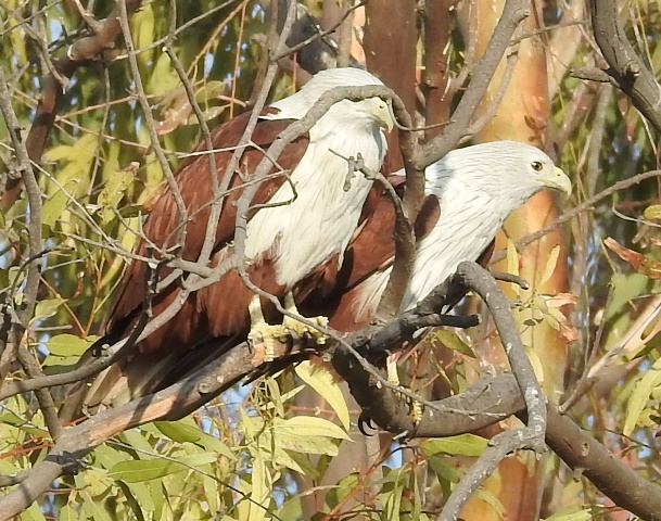 Brahminy Kite Pair