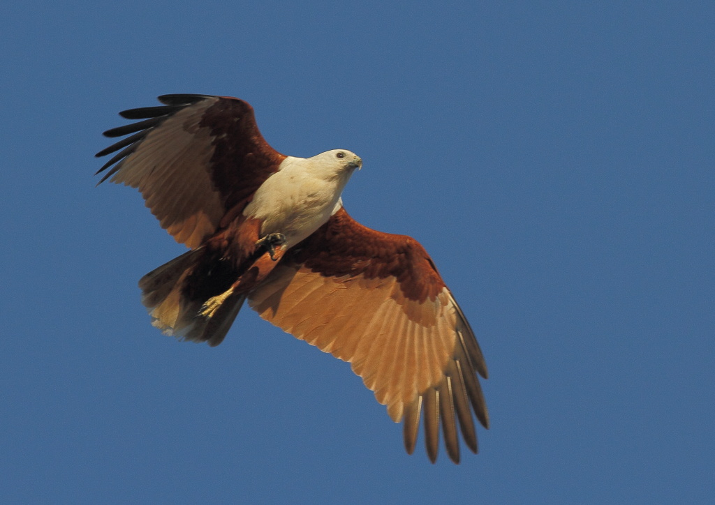 Brahminy Kite