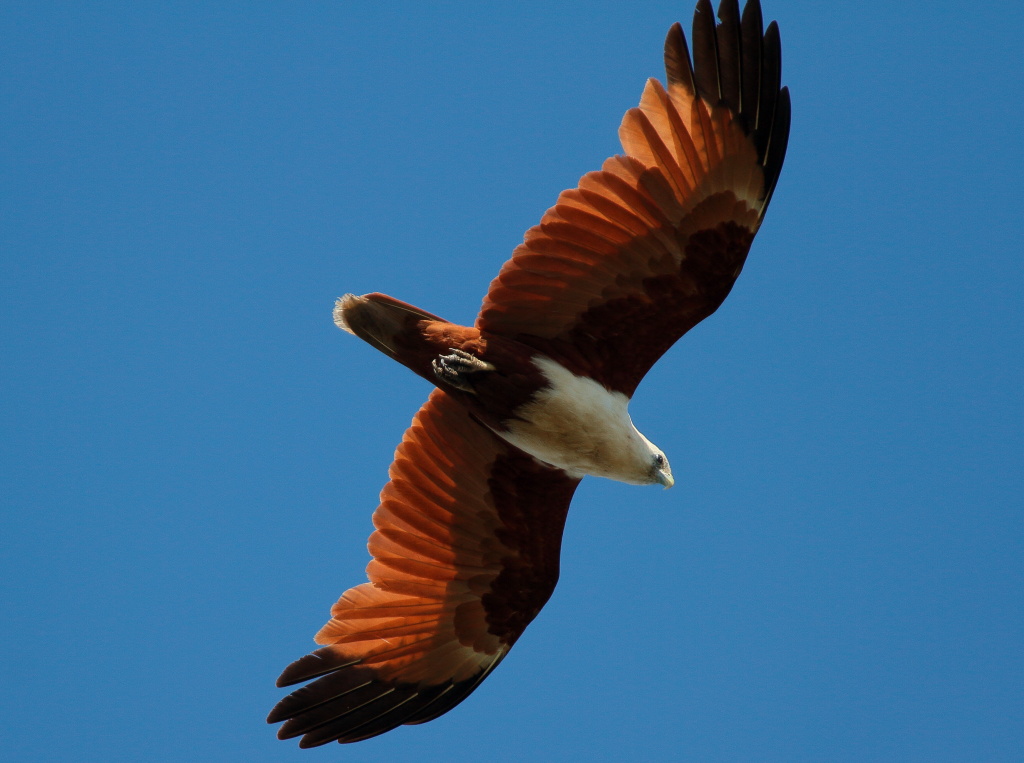 Brahminy Kite