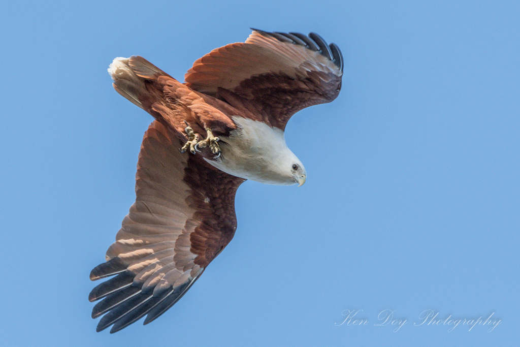 Brahminy Kite