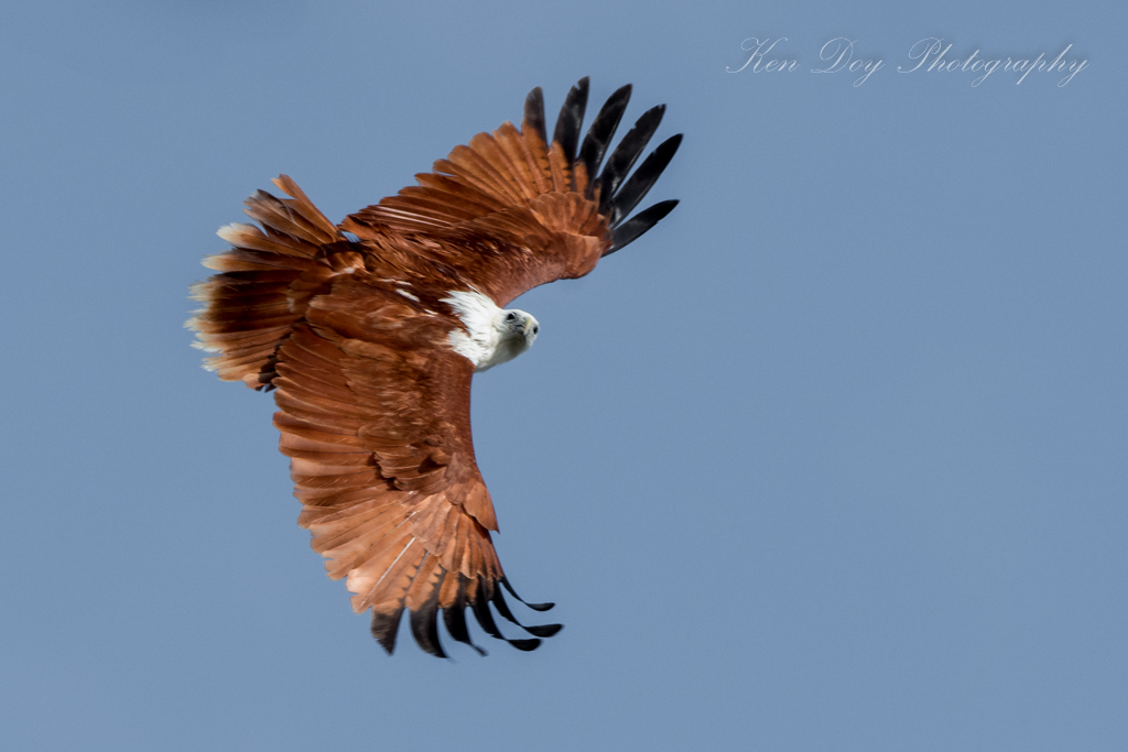 Brahminy Kite