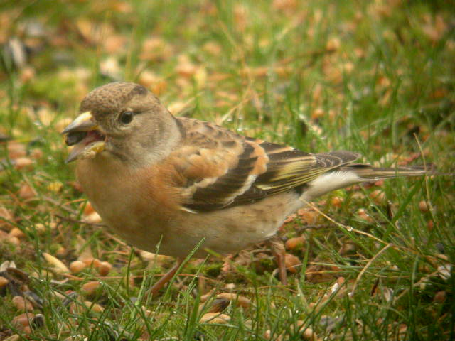 Brambling