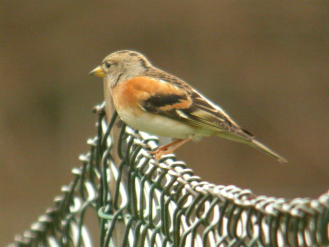 Brambling