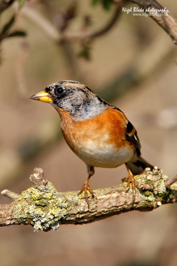 Brambling