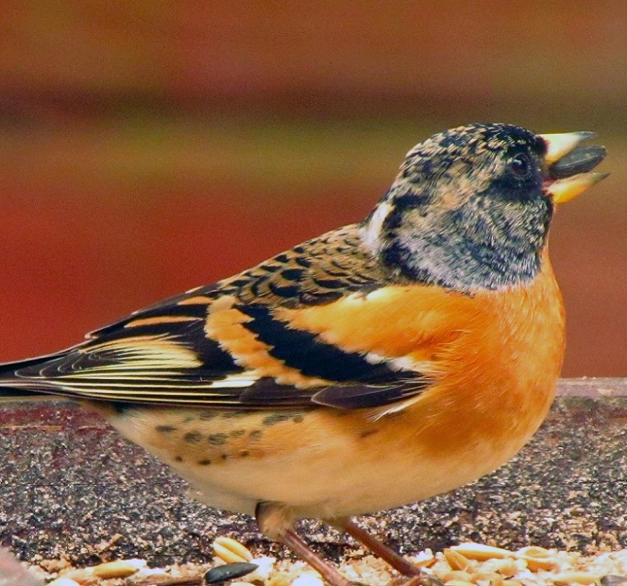 brambling