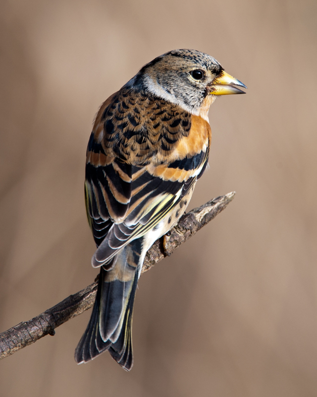 Brambling