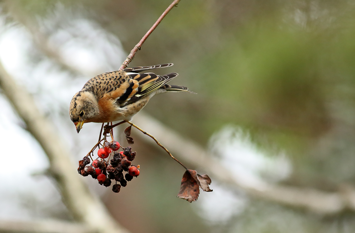 Brambling