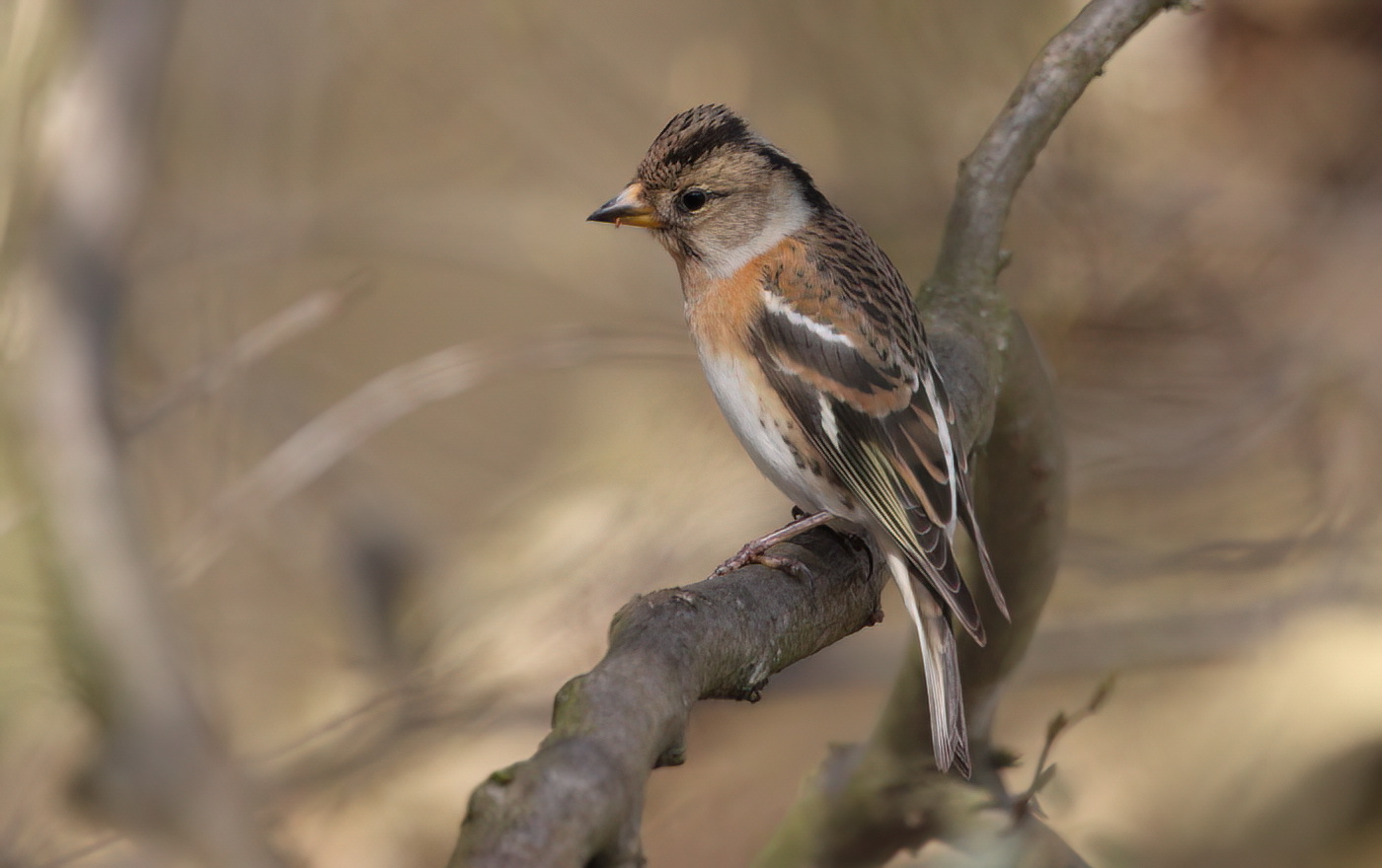 Brambling