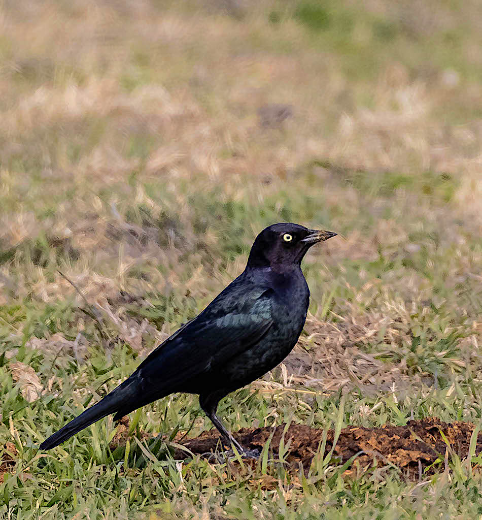 Brewer's Blackbird (male)