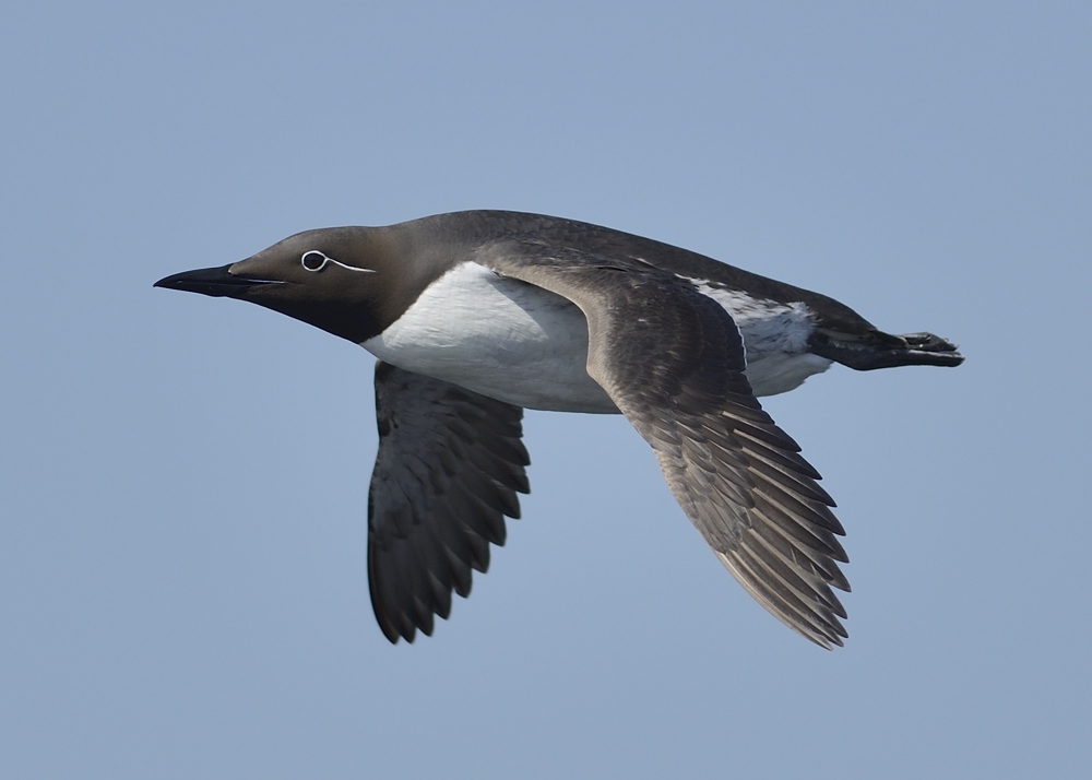 Bridled Guillemot