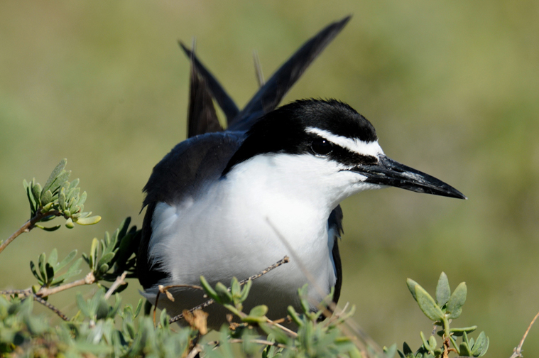 Bridled Tern on Lancelin Island