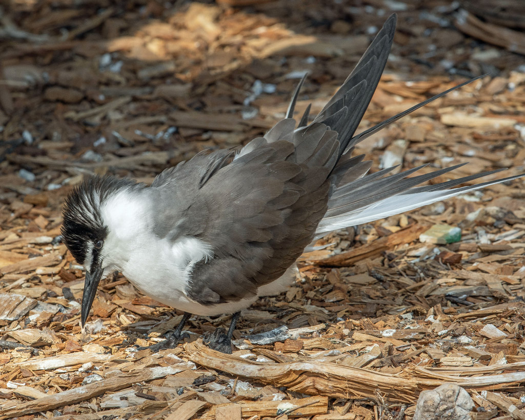 Bridled Tern