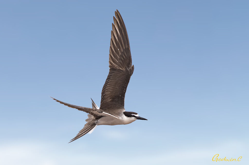 Bridled Tern